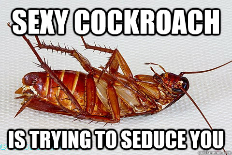 sexy cockroach is trying to seduce you  sexy cockroach