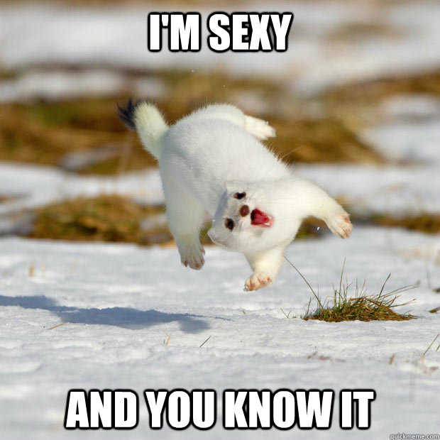 i'm sexy and you know it  happy ferret