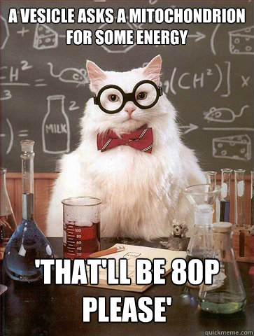 A vesicle asks a mitochondrion for some energy

 'That'll be 80p please' - A vesicle asks a mitochondrion for some energy

 'That'll be 80p please'  Science Cat