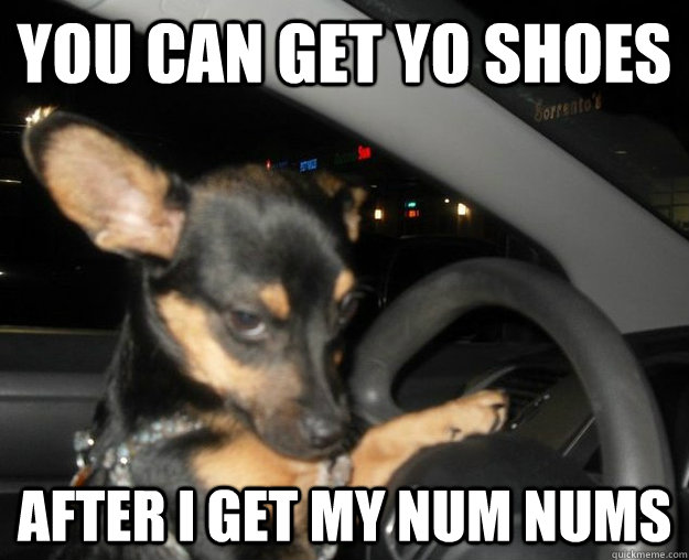 you can get yo shoes after i get my num nums - you can get yo shoes after i get my num nums  Sassy Dog