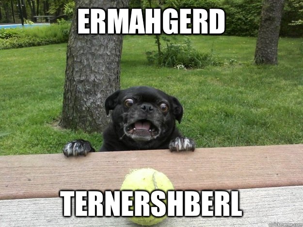 Ermahgerd Ternershberl  Berks Dog