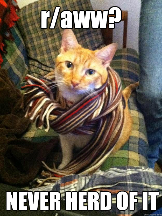 r/aww? NEVER HERD OF IT  Hipster Cat