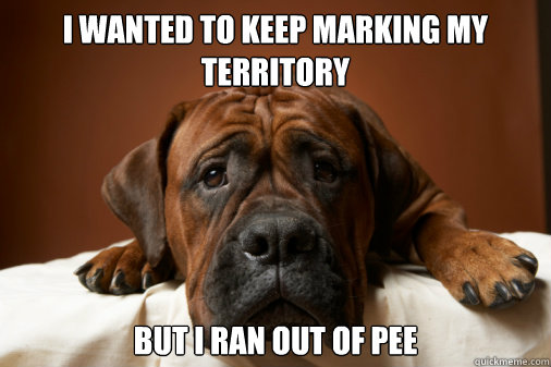 I WANTED TO KEEP MARKING MY TERRITORY BUT I RAN OUT OF PEE - I WANTED TO KEEP MARKING MY TERRITORY BUT I RAN OUT OF PEE  First World Dog Problem