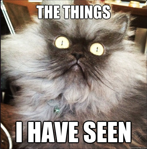 The things I have seen  Horrified cat