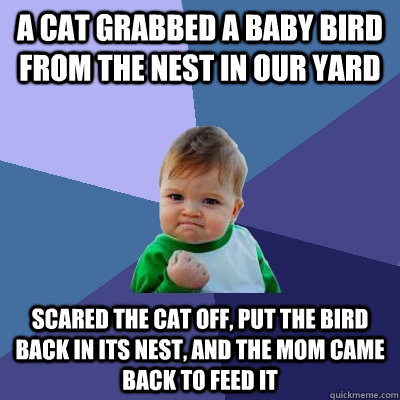 A cat grabbed a baby bird from the nest in our yard Scared the cat off, put the bird back in its nest, and the mom came back to feed it  Success Kid