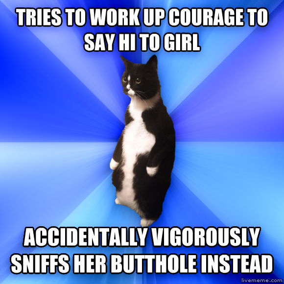   -    Socially Awkward Cat