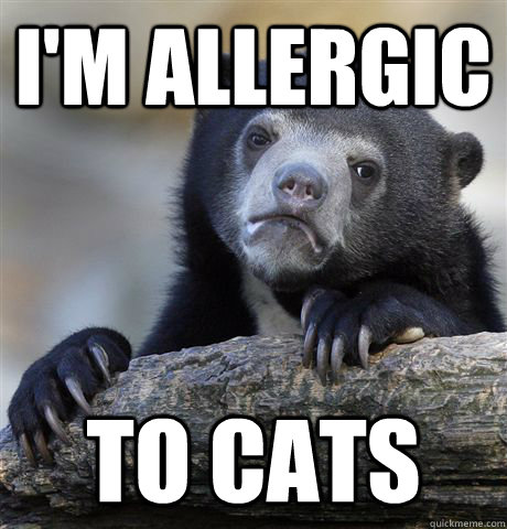 I'm Allergic to cats  Confession Bear