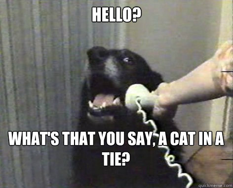 Hello? What's that you say, A cat in a tie? - Hello? What's that you say, A cat in a tie?  yes this is dog