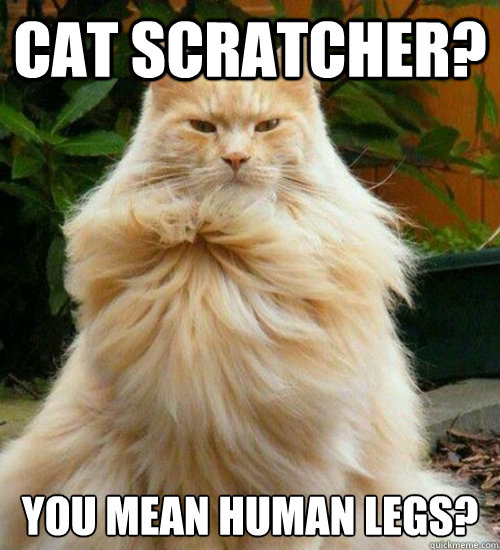 cat scratcher? You mean human legs? - cat scratcher? You mean human legs?  Overly Manly Cat