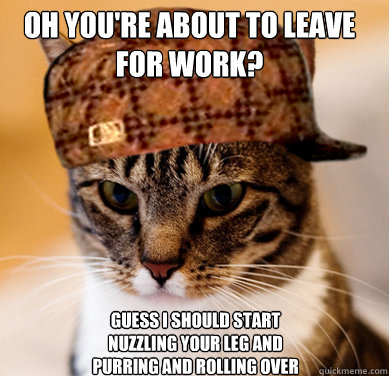 Oh you're about to leave for work? Guess I should start nuzzling your leg and purring and rolling over  Scumbag Cat