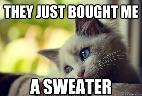 they just bought me  a sweater  First World Problems Cat