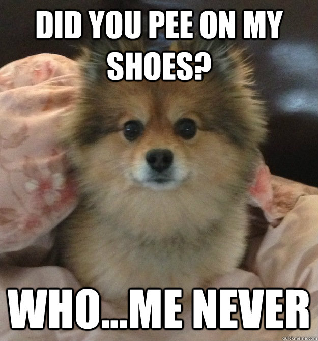 DId you pee on my shoes? Who...Me never Denial Dog quickmeme