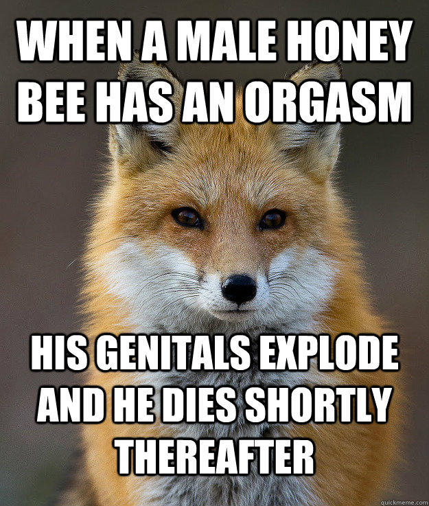 When a male honey bee has an orgasm his genitals explode and he dies shortly thereafter - When a male honey bee has an orgasm his genitals explode and he dies shortly thereafter  Fun Fact Fox