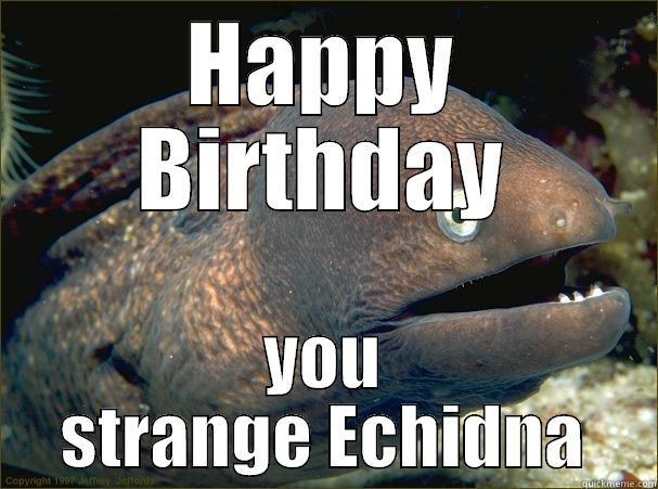 Echidna meme - HAPPY BIRTHDAY YOU STRANGE ECHIDNA Bad Joke Eel