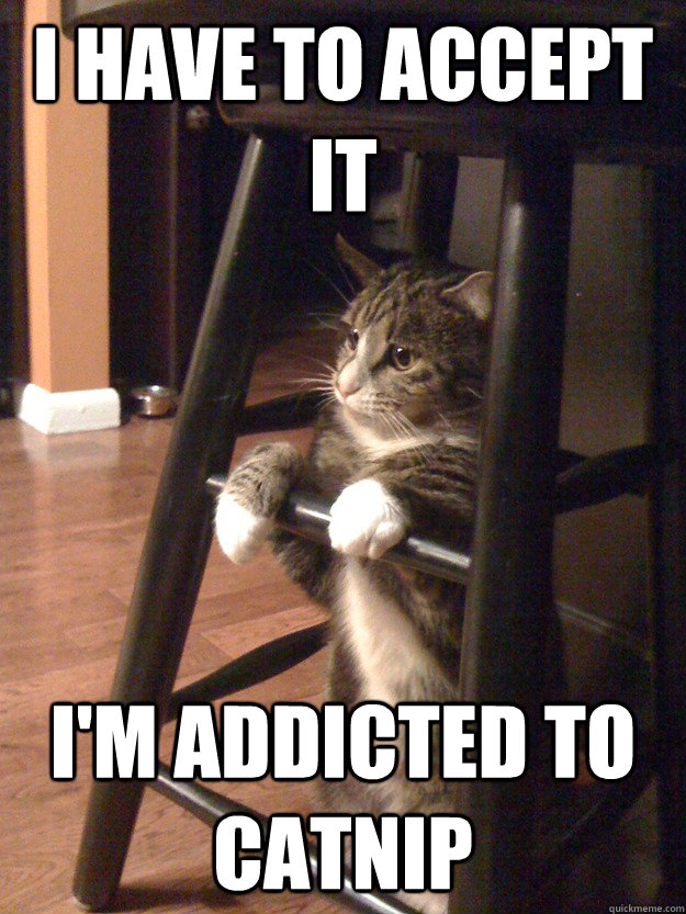 i have to accept it i'm addicted to catnip - i have to accept it i'm addicted to catnip  Contemplative Cat