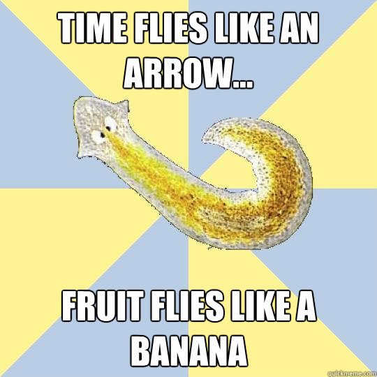 Time flies like an arrow... fruit flies like a banana  Bio Major Planarian