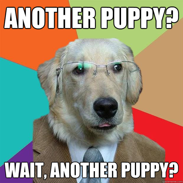 another puppy? wait, another puppy? - another puppy? wait, another puppy?  Business Dog