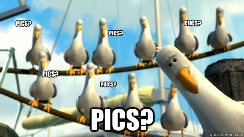 Pics? Pics? Piiics? Pics? Piics? Pics?  Finding Nemo Seagulls