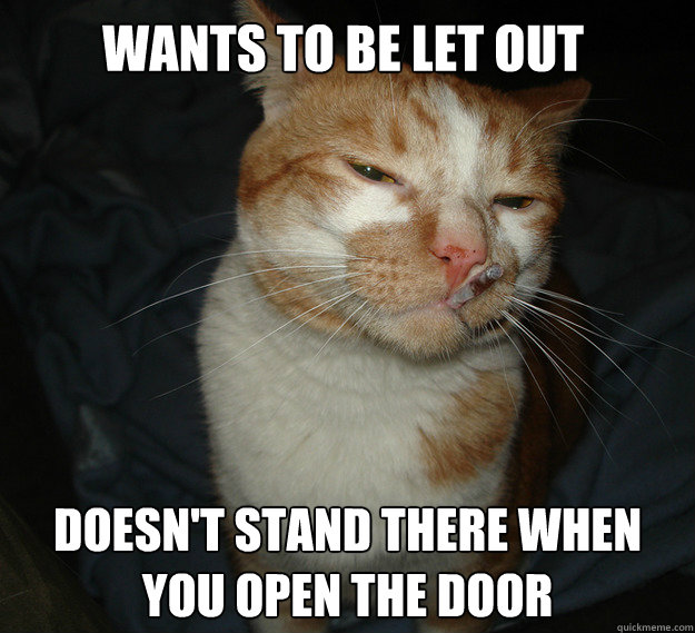 wants to be let out doesn't stand there when you open the door  Cool Cat Craig
