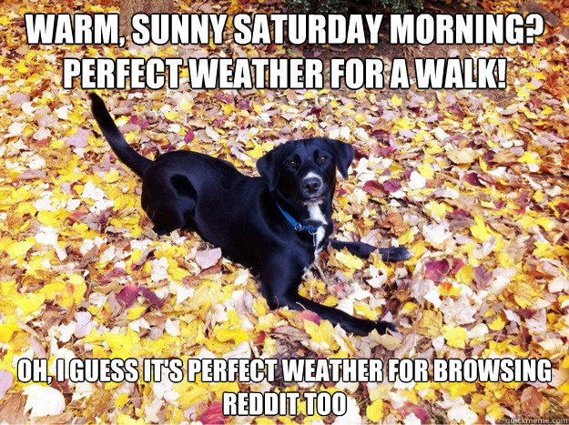 Warm, sunny saturday morning? perfect weather for a walk! Oh, I guess it's perfect weather for browsing reddit too  