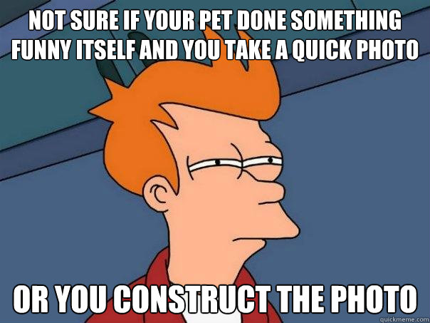 Not sure if your pet done something funny itself and you take a quick photo or you construct the photo   Futurama Fry
