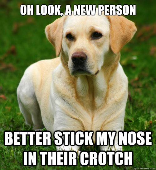 Oh look, a new person Better stick my nose in their crotch  Dog Logic