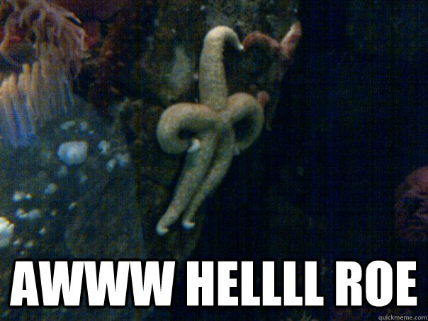  AWWW HELLLL ROE    Sassy Starfish