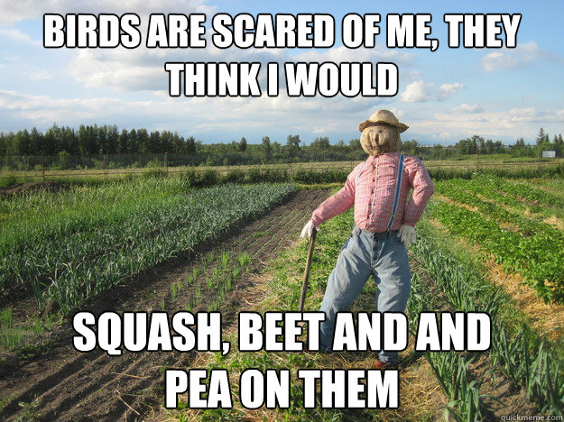 birds are scared of me, they think i would squash, beet and and 
pea on them   Scarecrow