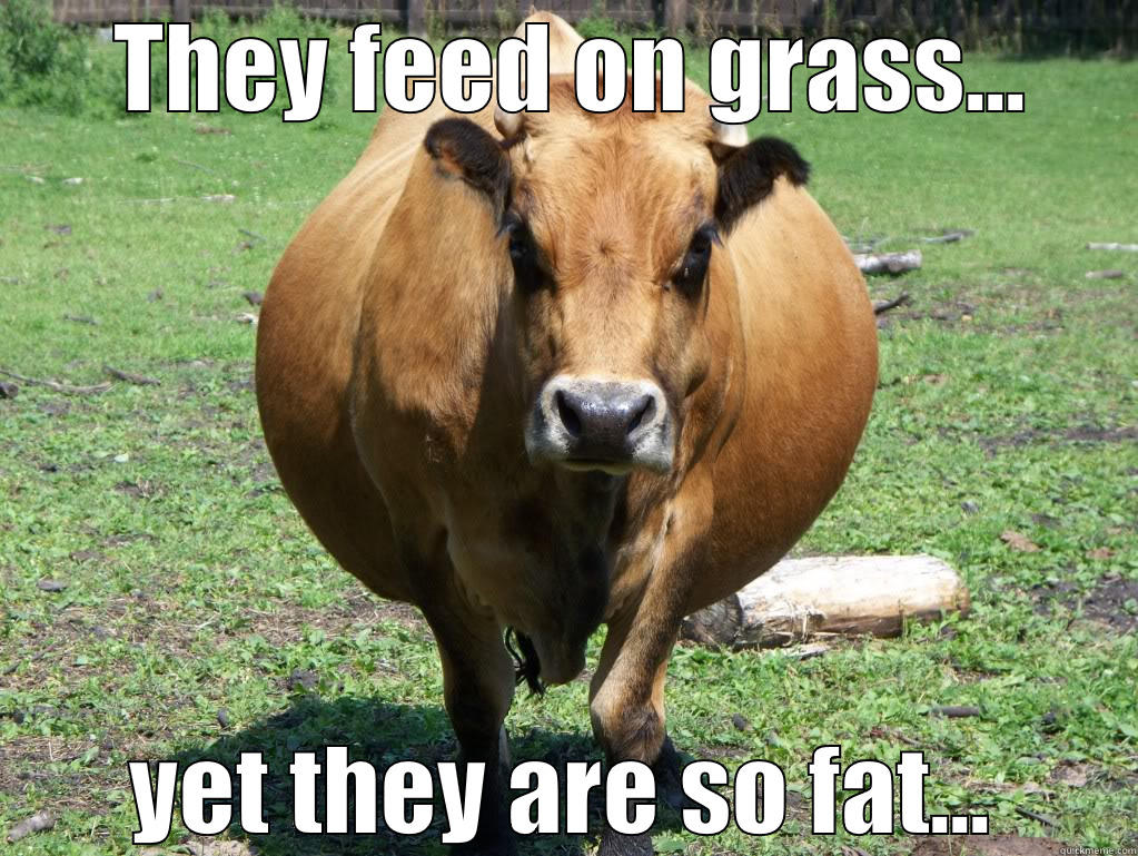  THEY FEED ON GRASS... YET THEY ARE SO FAT... Misc