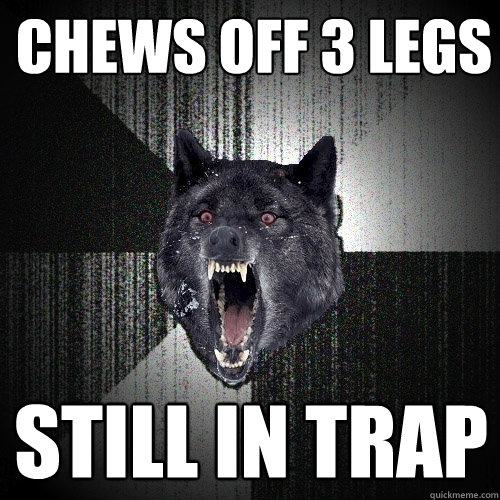 chews off 3 legs still in trap  Insanity Wolf