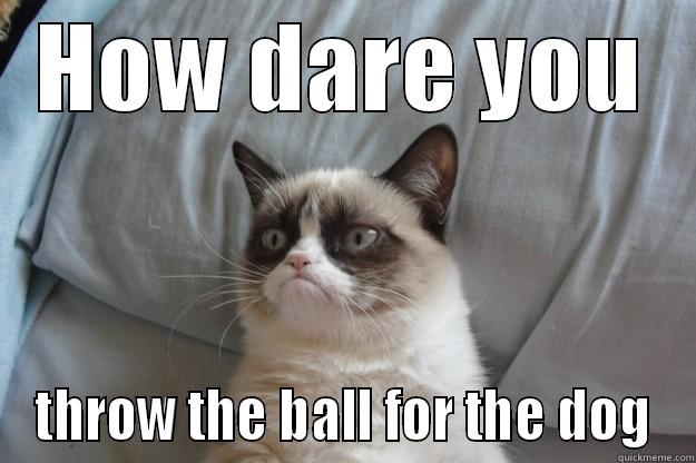 HOW DARE YOU THROW THE BALL FOR THE DOG Grumpy Cat