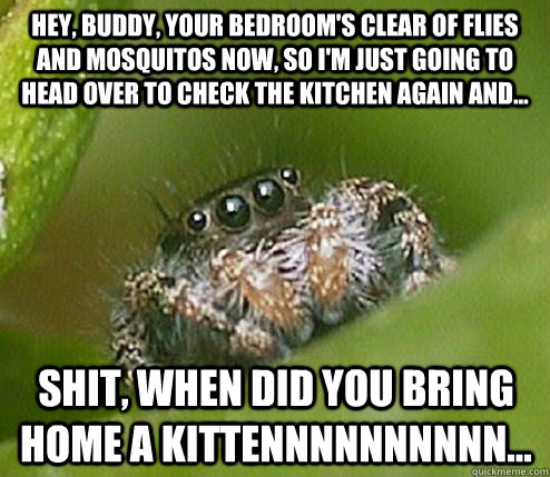 Hey, buddy, your bedroom's clear of flies and mosquitos now, so I'm just going to head over to check the kitchen again and... shit, when did you bring home a kittennnnnnnnnn...  Misunderstood Spider