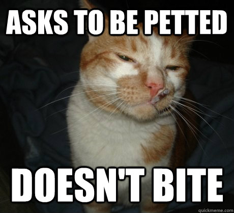 asks to be petted doesn't bite - asks to be petted doesn't bite  Good Cat Greg