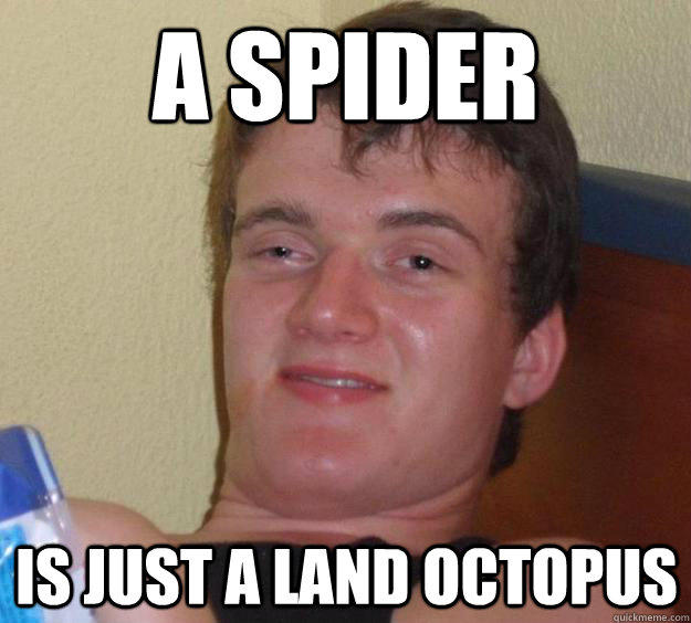 A spider Is just a land octopus - A spider Is just a land octopus  10 Guy