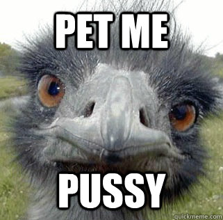 PET ME PUSSY - PET ME PUSSY  Seeing Ostrich