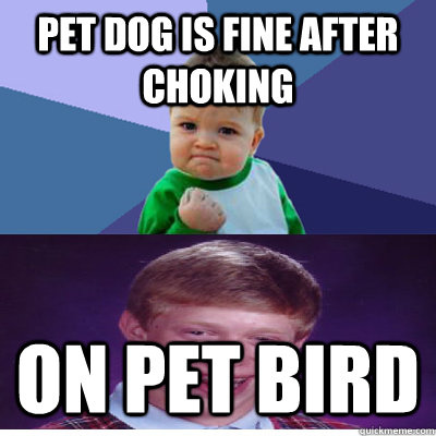 Pet dog is fine after choking on pet bird - Pet dog is fine after choking on pet bird  Success Kid and Bad Luck Brian