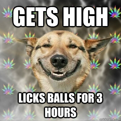 gets high licks balls for 3 hours  Stoner Dog