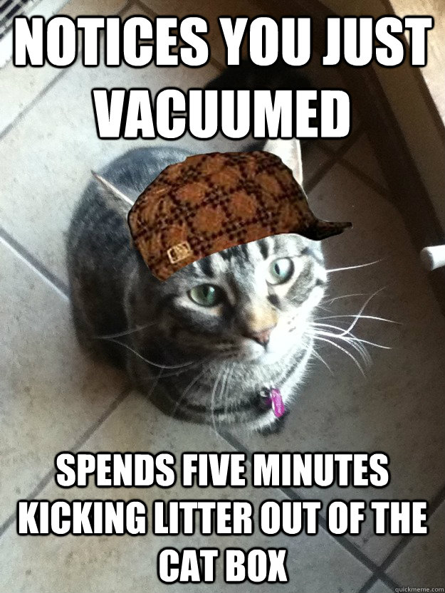 Notices you just vacuumed spends five minutes kicking litter out of the cat box  