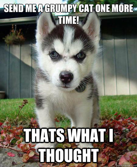 Send me a grumpy cat one more time! Thats what i thought  Evil husky