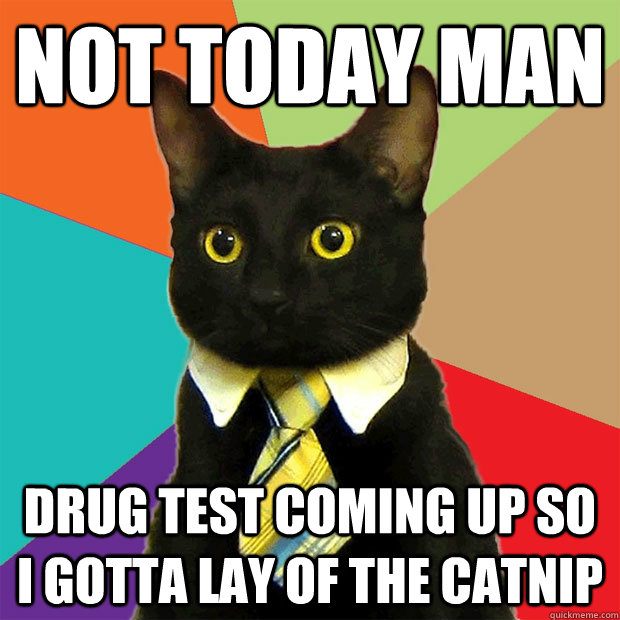 not today man drug test coming up so i gotta lay of the catnip  Business Cat