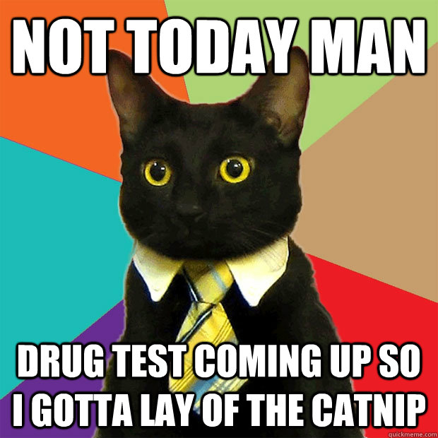 not today man drug test coming up so i gotta lay of the catnip