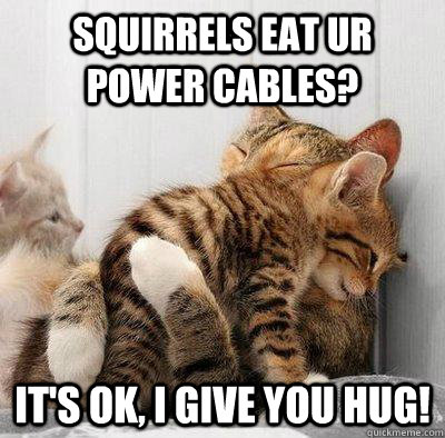 squirrels eat ur power cables? it's ok, i give you hug!  Kitty Hug