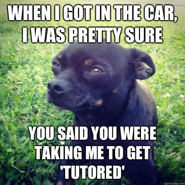 When I got in the car, I was pretty sure  You said you were taking me to get 'tutored'  Skeptical Dog