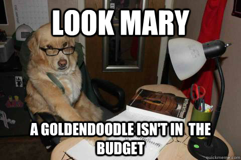 Look Mary A goldendoodle isn't in  the budget - Look Mary A goldendoodle isn't in  the budget  Financial Advice Dog