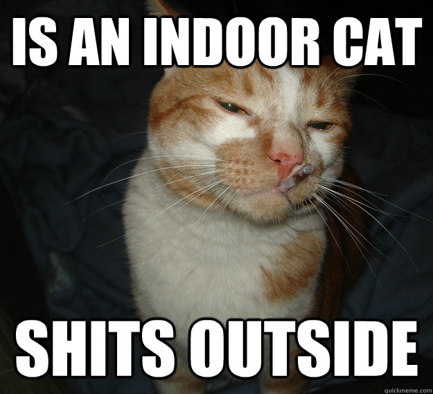 is an indoor cat shits outside  Cool Cat Craig