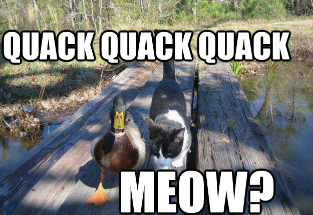 QUACK QUACK QUACK MEOW?  Boat advice