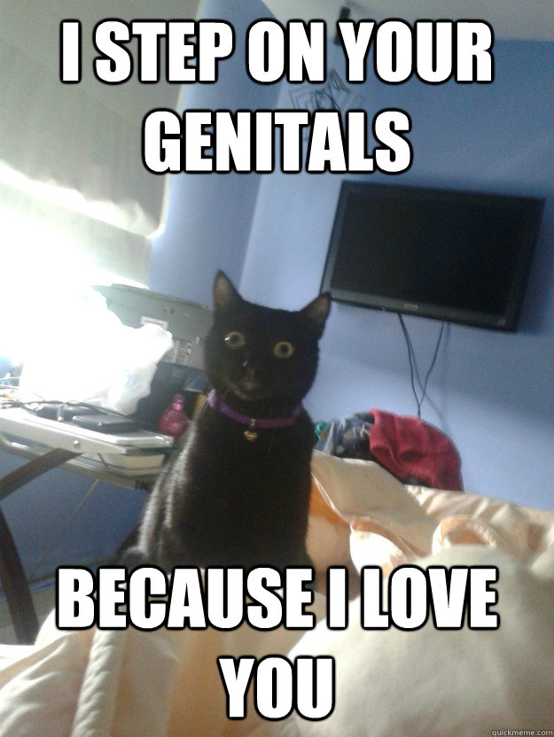 I step on your genitals because i love you - I step on your genitals because i love you  overly attached cat