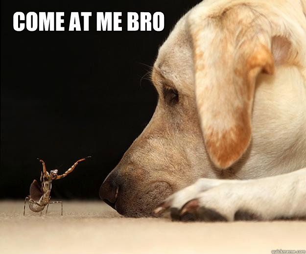 Come at me bro  Come at me bro