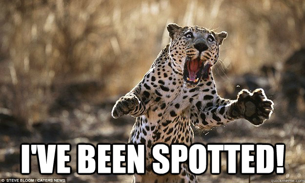  i've been spotted! -  i've been spotted!  Lamre Pun Leopard
