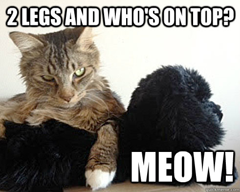2 legs and who's on top? MEOW! - 2 legs and who's on top? MEOW!  Inclusive cats